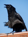American Crow (Corvus brachyrhynchos) in the Everglades National Park