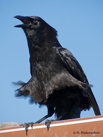 American Crow (Corvus brachyrhynchos) in the Everglades National Park