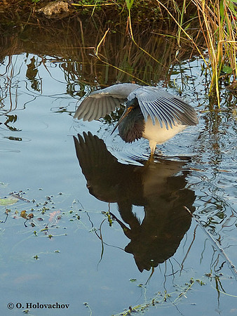Tricolored Heron (Egretta tricolor) in the Everglades National Park