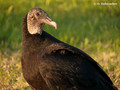 Black Vulture (Coragyps atratus) in the Everglades National Park