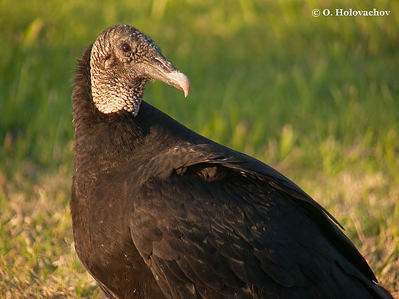 Black Vulture (Coragyps atratus) in the Everglades National Park
