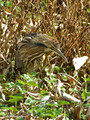 American Bittern (Botaurus lentiginosus) in the Paynes Prairie Preserve State Park