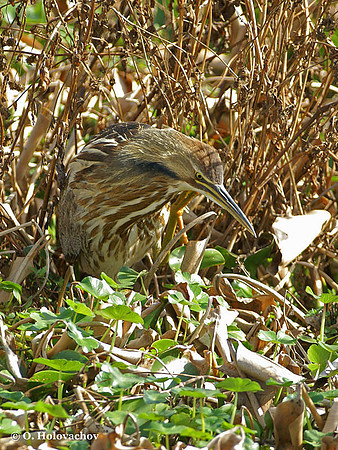 American Bittern (Botaurus lentiginosus) in the Paynes Prairie Preserve State Park