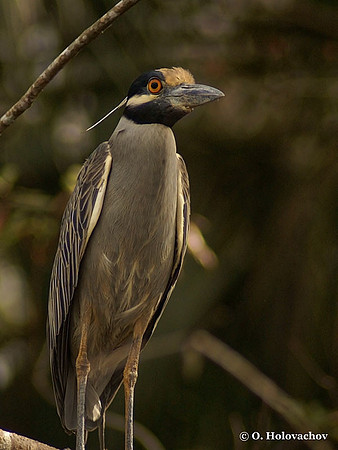 Yellow-crowned Night Heron (Nyctinassa violacea) in Blue Springs State Park