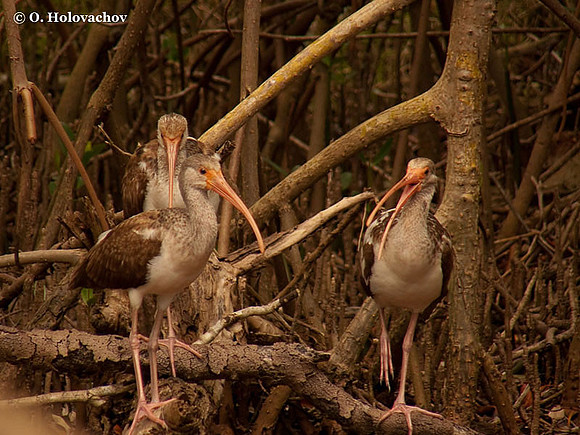 White Ibis (Eudocimus albus) in the Everglades National Park