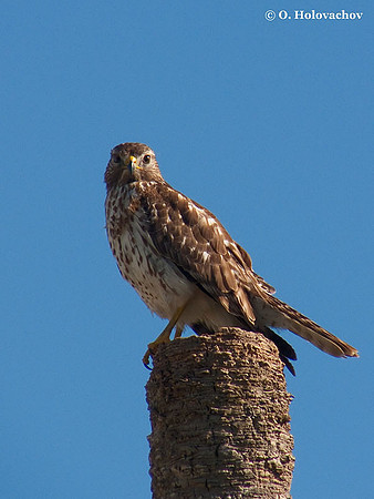 Red-tailed Hawk (Buteo jamaicensis) in the Everglades National Park