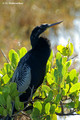 Anhinga (Anhinga anhinga) in the Merritt Island National Wildlife Refuge