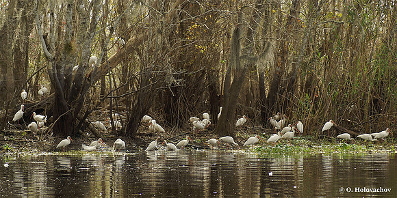 White Ibis (Eudocimus albus) in Blue Springs State Park