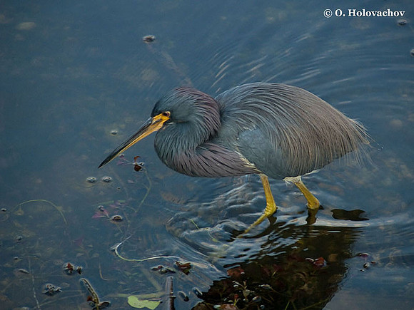 Tricolored Heron (Egretta tricolor) in the Everglades National Park