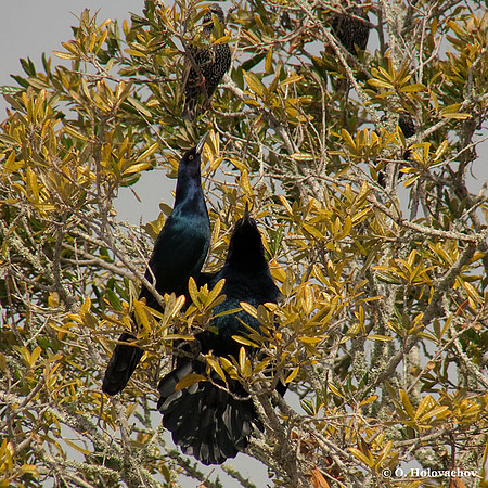 Boat-tailed Grackle (Quiscalus major) in the St Marks National Wildlife Refuge
