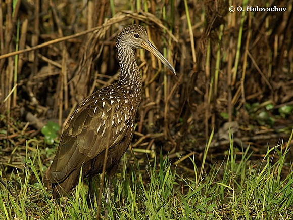 Limpkin (Aramus guarauna) in Blue Springs State Park
