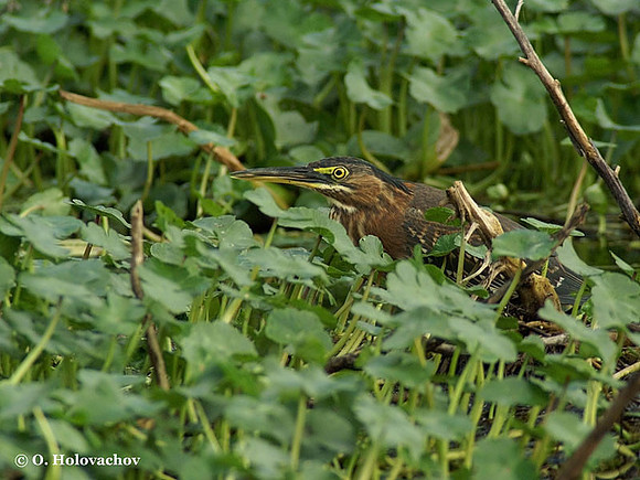 Green Heron (Butorides virescens) in Blue Springs State Park