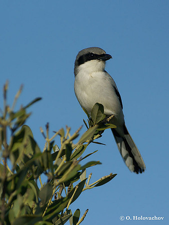 Loggerhead Shrike (Lanius ludovicianus) in the Merritt Island National Wildlife Refuge