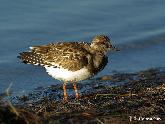 Ruddy Turnstone (Arenaria interpres) in the Merritt Island National Wildlife Refuge