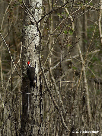 Pileated Woodpecker (Dryocopus pileatus) in Blue Springs State Park