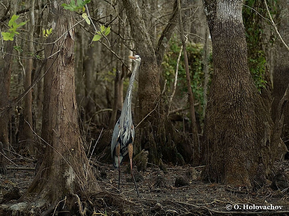 Great Blue Heron (Ardea herodias) in Blue Springs State Park