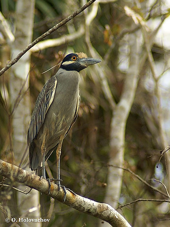 Yellow-crowned Night Heron (Nyctinassa violacea) in Blue Springs State Park