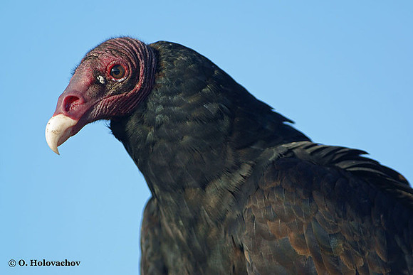 Turkey Vulture (Cathartes aura) in the Merritt Island National Wildlife Refuge