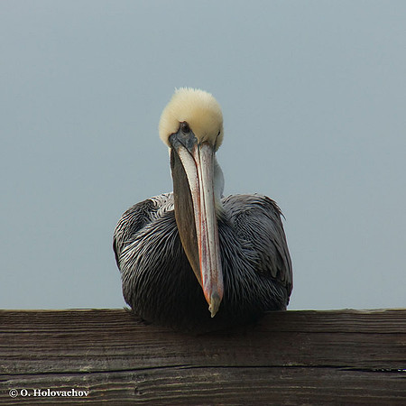 Brown Pelican (Pelecanus occidentalis) in the St Marks National Wildlife Refuge