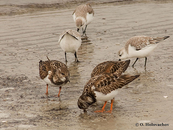 Ruddy Turnstone (Arenaria interpres) in Huguenot Memorial Park