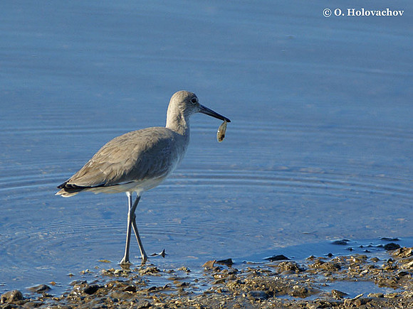 Willet (Catoptophorus semipalmatus) in Lower Suwannee National Wildlife Refuge