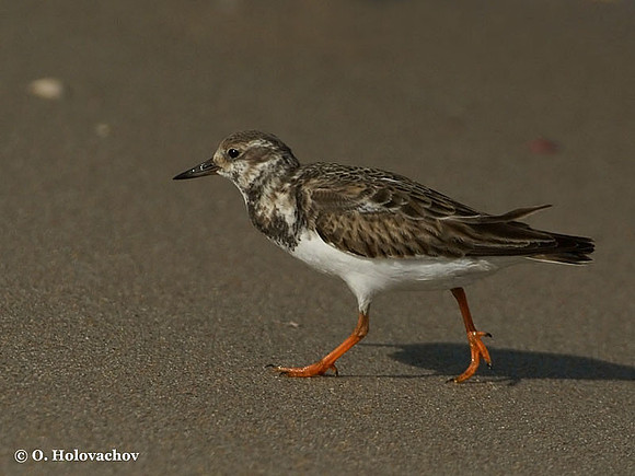 Ruddy Turnstone (Arenaria interpres) in the Merritt Island National Wildlife Refuge