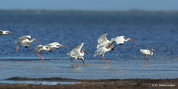 White Ibis (Eudocimus albus) in the Merritt Island National Wildlife Refuge