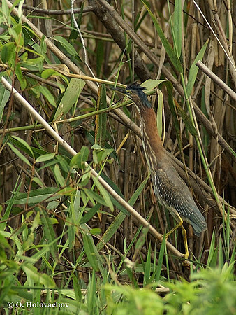 Green Heron (Butorides virescens) in Blue Springs State Park
