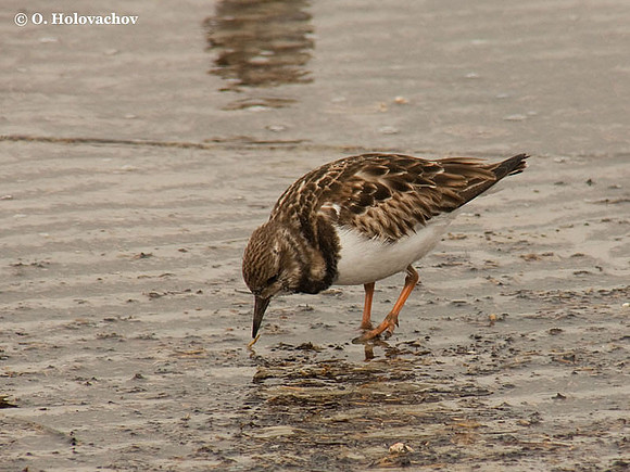 Ruddy Turnstone (Arenaria interpres) in Huguenot Memorial Park