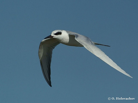 Forsters Tern (Sterna forsteri) in the Huguenot Memorial Park