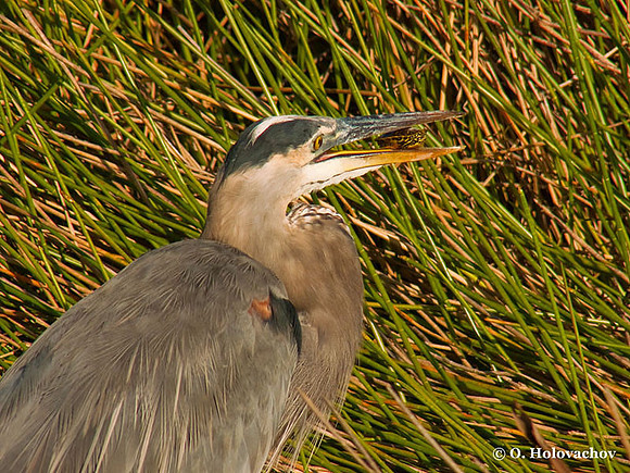Great Blue Heron (Ardea herodias) in the Everglades National Park
