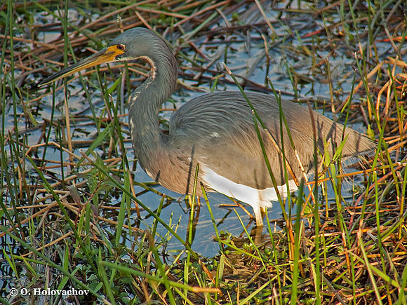 Tricolored Heron (Egretta tricolor) in the Everglades National Park