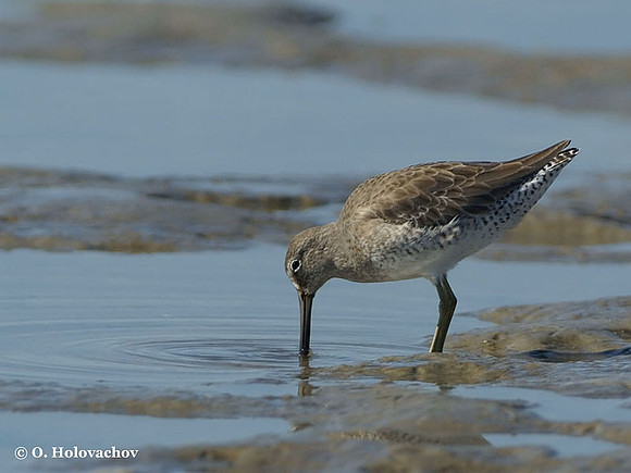 Dowitcher (Limnodromus sp.) in the Huguenot Memorial Park