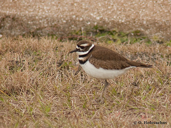 Killdeer (Charadrius vociferus) in Huguenot Memorial Park
