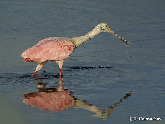 Roseate Spoonbill (Platalea ajaja) in the Merritt Island National Wildlife Refuge