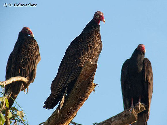 Turkey Vulture (Cathartes aura) in the Everglades National Park