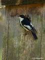 European Pied Flycatcher (Ficedula hypoleuca) male near Gnesta, Sweden