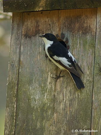 European Pied Flycatcher (Ficedula hypoleuca) male near Gnesta, Sweden