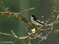 European Pied Flycatcher (Ficedula hypoleuca) male near Gnesta, Sweden