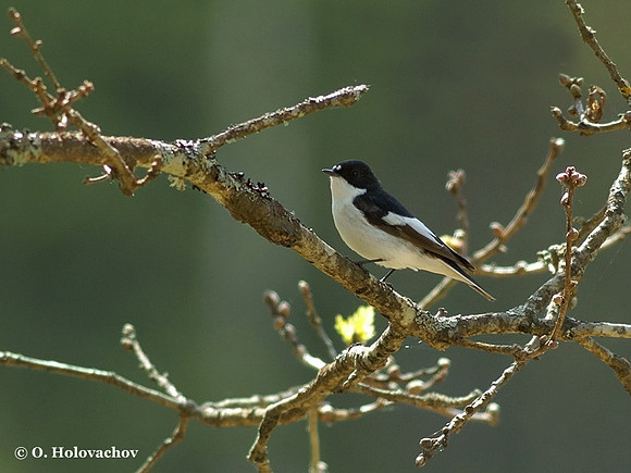 European Pied Flycatcher (Ficedula hypoleuca) male near Gnesta, Sweden