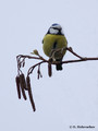 Blue Tit (Parus caeruleus) in the Bourgoyen-Ossemeersen reserve, Belgium