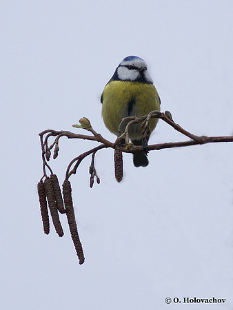 Blue Tit (Parus caeruleus) in the Bourgoyen-Ossemeersen reserve, Belgium