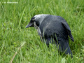 Western Jackdaw (Corvus monedula) in the park of Stockholm University, Sweden