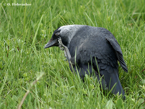 Western Jackdaw (Corvus monedula) in the park of Stockholm University, Sweden