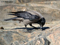 Hooded Crow (Corvus corone cornix) in the Stendorren reserve, Sweden