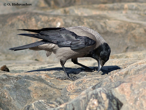 Hooded Crow (Corvus corone cornix) in the Stendorren reserve, Sweden