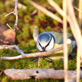 Blue Tit (Parus caeruleus) in the Tyresta National Park, Sweden