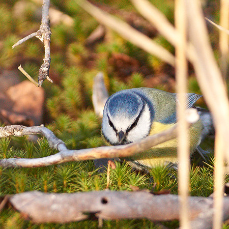 Blue Tit (Parus caeruleus) in the Tyresta National Park, Sweden