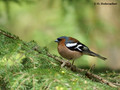 Common Chaffinch (Fringilla coelebs) male near Gnesta, Sweden