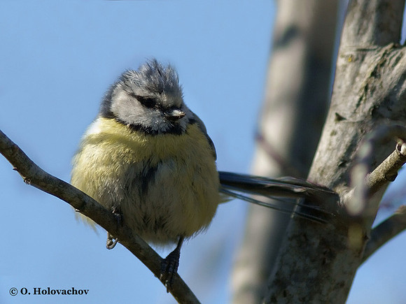 Blue Tit (Parus caeruleus) near Tyreso, Sweden